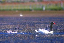 Cisne de Cuello Negro con Crías
