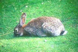 Conejo Silvestre (invasor)