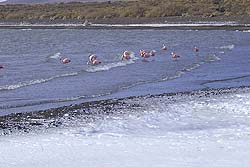 Flamencos Alimentándose