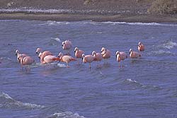 Flamencos Descansando